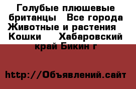 Голубые плюшевые британцы - Все города Животные и растения » Кошки   . Хабаровский край,Бикин г.